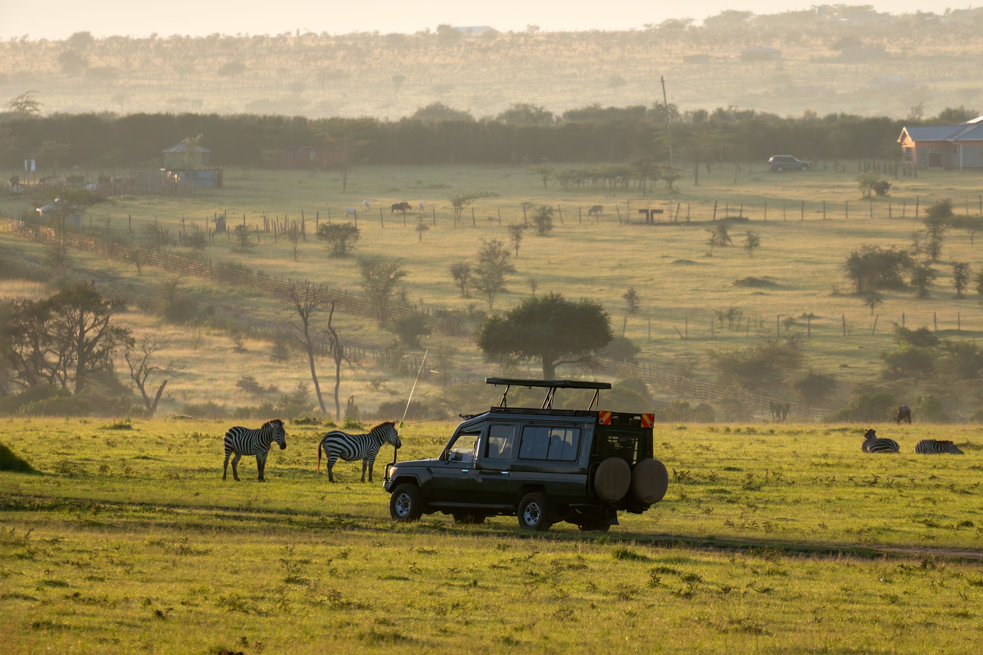 An SUV car for safari on the road in the African savannah. Tourists watch the animals in the car. game drive in early morning at dawn.